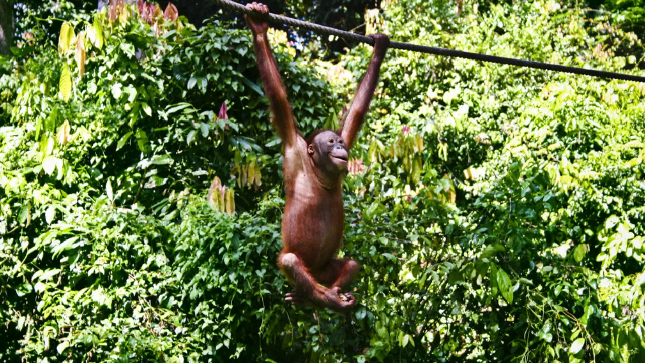 Orangutangerne trives godt i Sepilok Orangutangerne trives godt i Sepilok