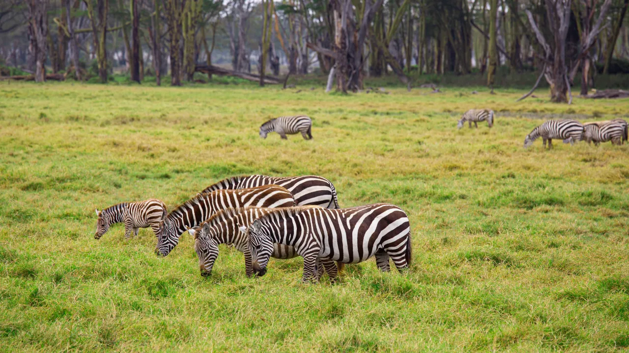 Zebraer tager for sig af det høje græs Zebraer tager for sig af det høje græs