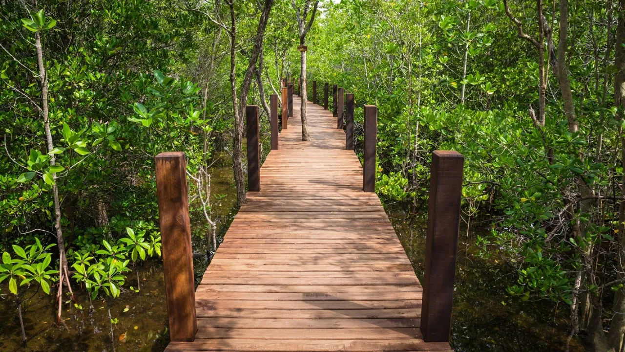 Træbro strækker sig gennem den frodige mangroveskov ved Kung Krabaen Bay i Chanthaburi