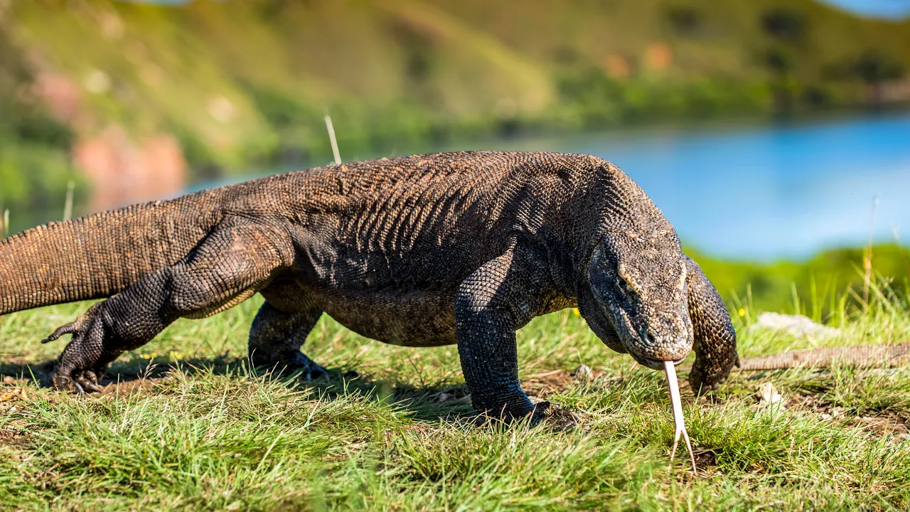 Komodovaranen kan være farlig for mennesker, men angreb er sjældne, da der i nationalparken er særlige sikkerhedskrav