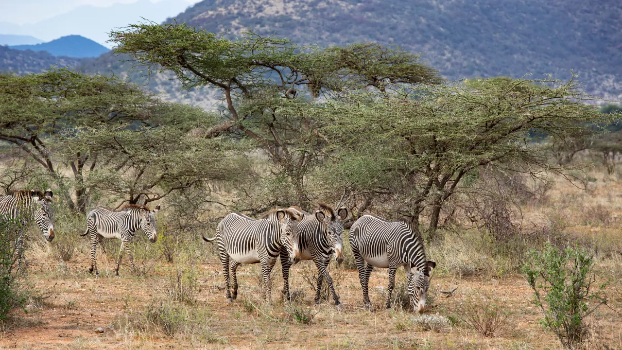 Græssende zebraer Græssende zebraer