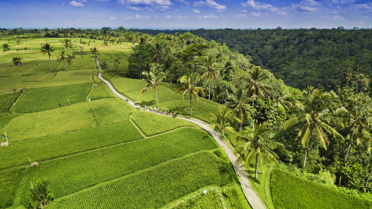 På cykeltur gennem rismarkerne omkring Ubud