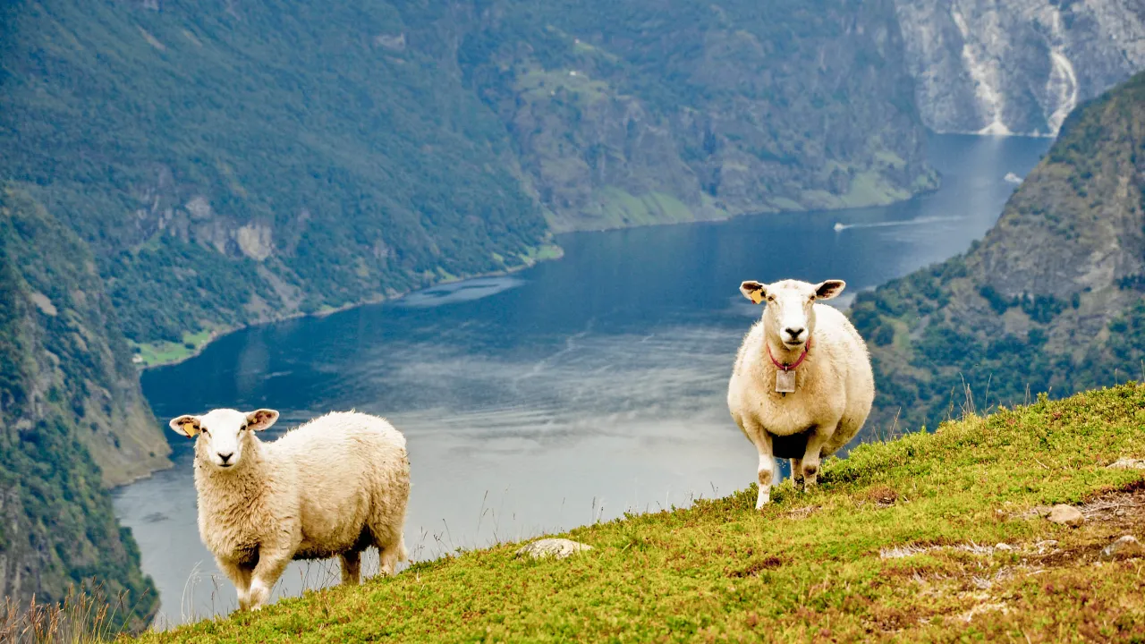 Fjorde og stejle fjeldsider Fjorde og stejle fjeldsider