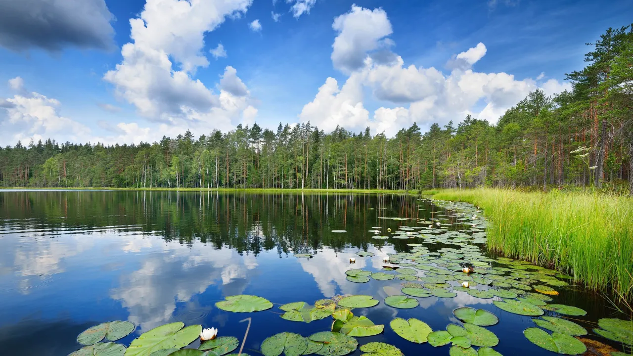 Saimaa Søen, Finlands største, er hjemsted for den sjældne saimaa-ringelsæl, som kun lever dér