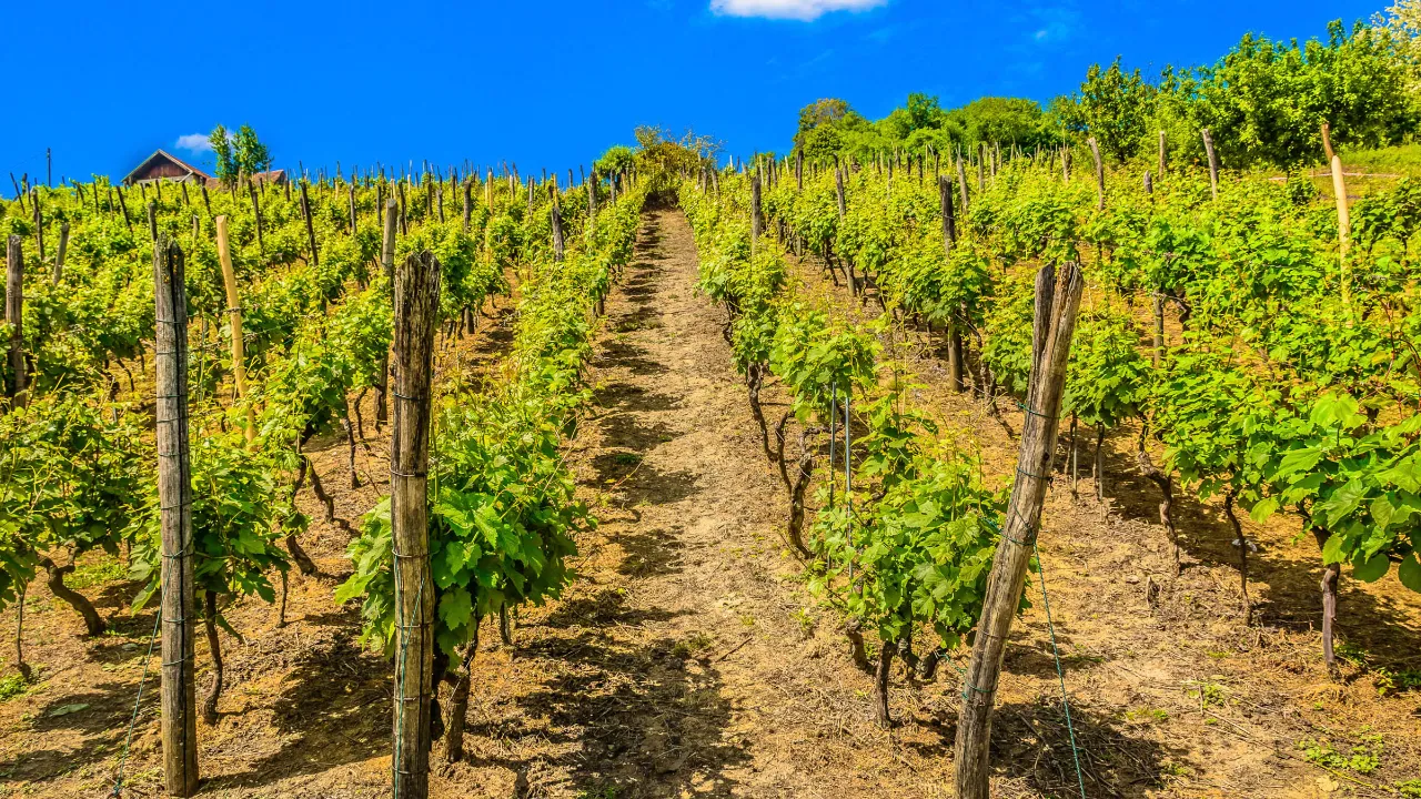 Kroatien er et lille vinland med en produktion på ca. 75 mio liter vin om året Kroatien er et lille vinland med en produktion på ca. 75 mio liter vin om året