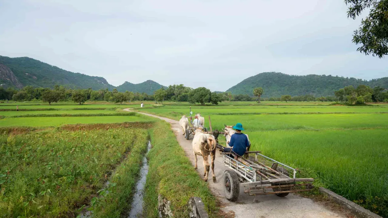Frodige rismarker i Mekongdeltaet nær Châu Đốc