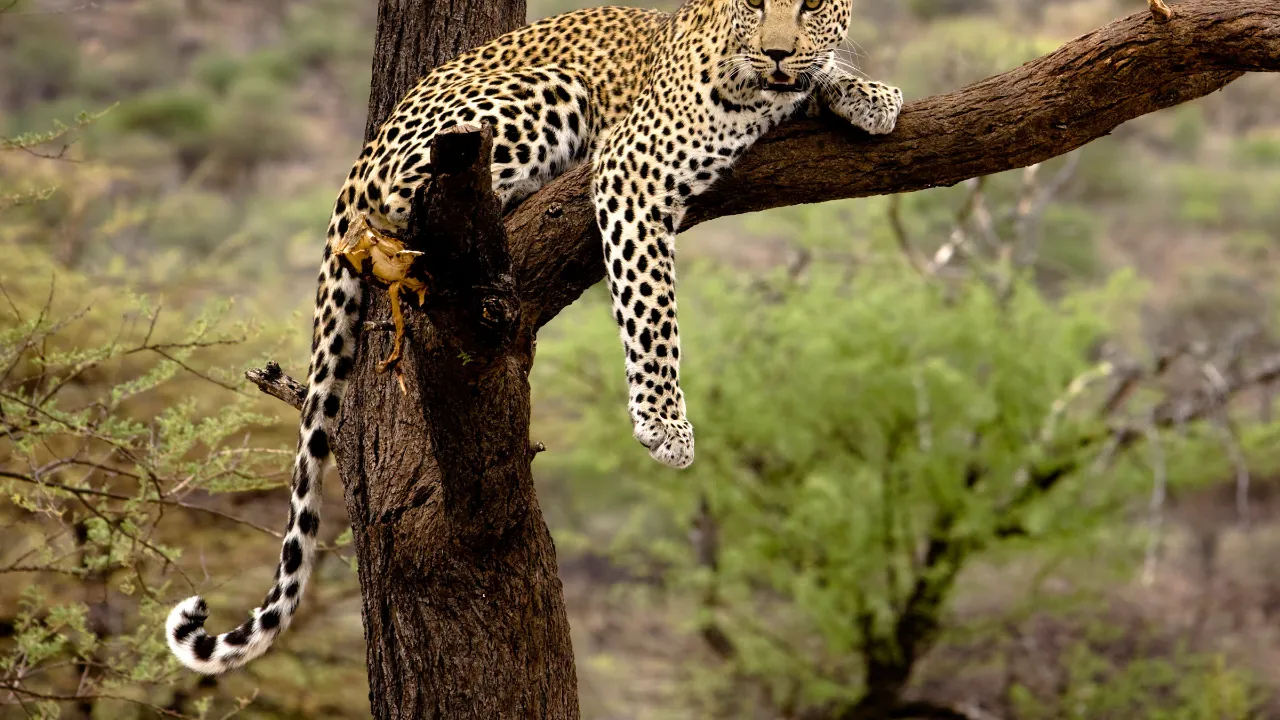 Leoparden slapper af, men når den er hurtigst, kan den løbe op til 60 km/t