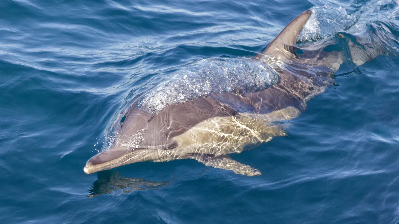 Delfin (øresvin) ved Port Stephens Delfin (øresvin) ved Port Stephens