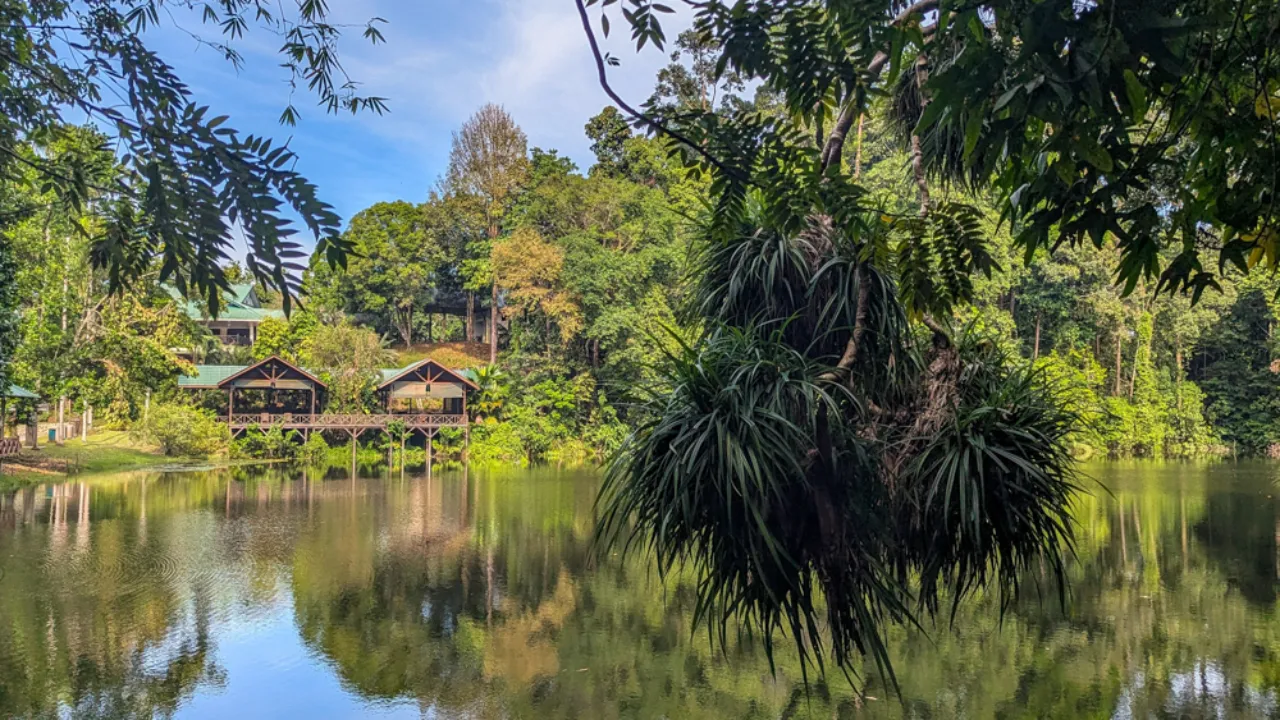 Frodig regnskov ved Sepilok, Borneo Frodig regnskov ved Sepilok, Borneo