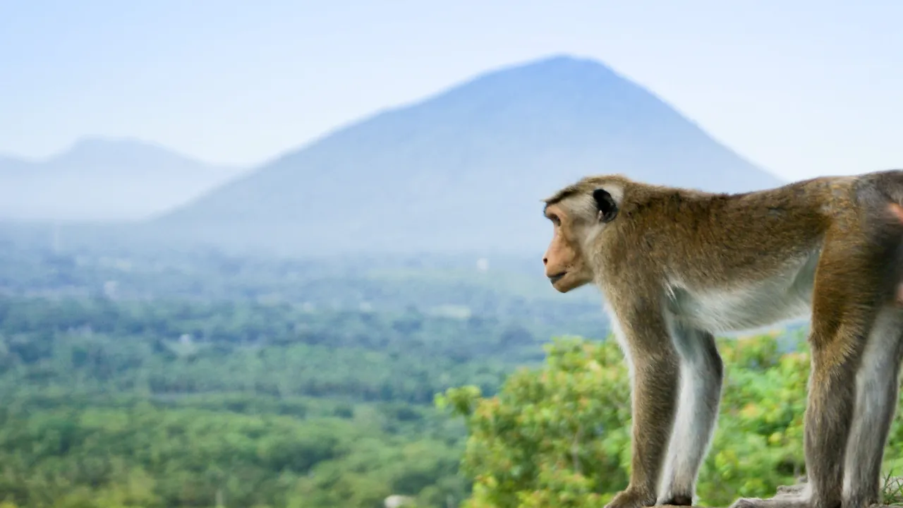Abe nyder den prægtige udsigt Abe nyder den prægtige udsigt