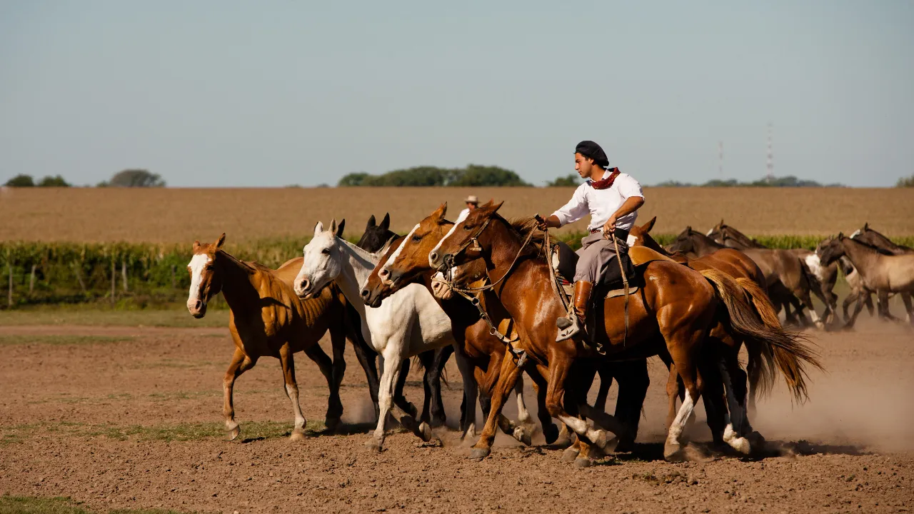 Gaucho med hesteflok på den argentinske pampas