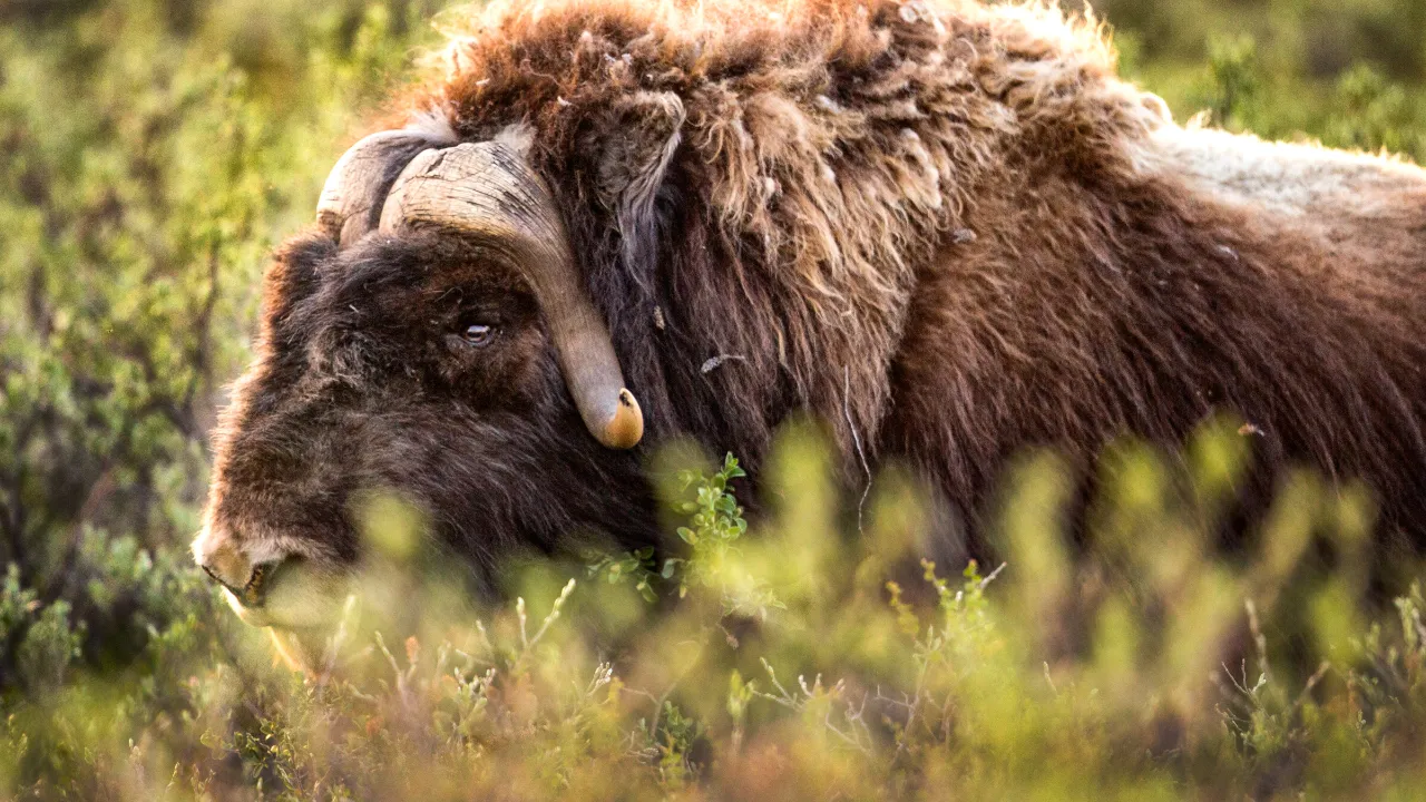 Muskusokse i den grønlandske tundra Muskusokse i den grønlandske tundra