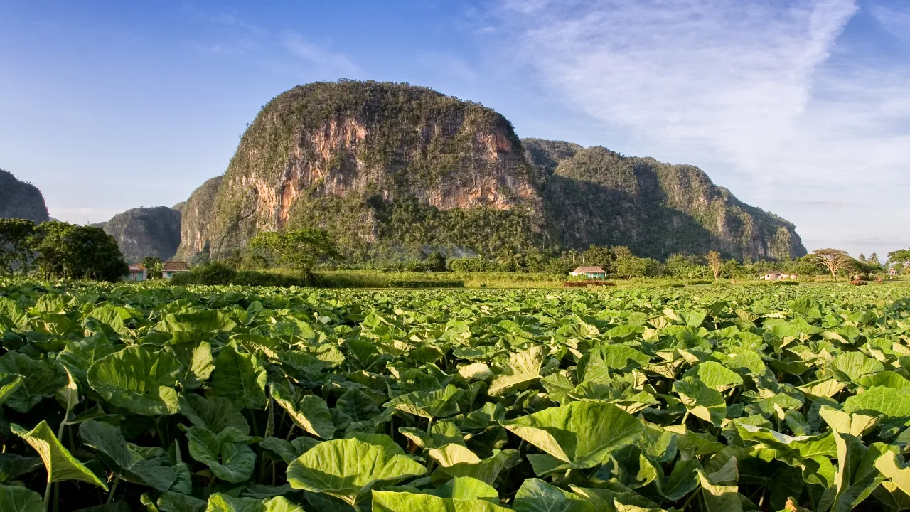 Tobaksplantage i Viñales-dalen