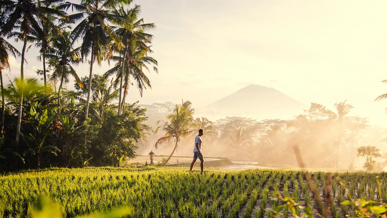Vandretur i rismarkerne ved Ubud, Bali