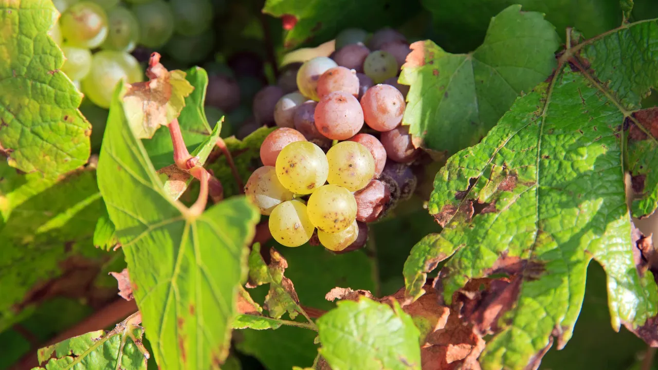 Druer i Chablis