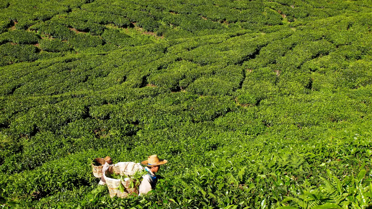 Teplukkere i Cameron Highlands Teplukkere i Cameron Highlands