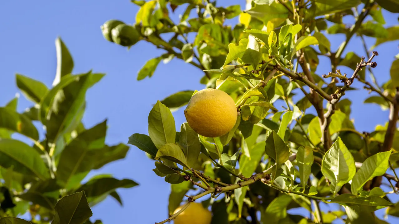 Citrontræer både blomstrer og bærer frugt året rundt
