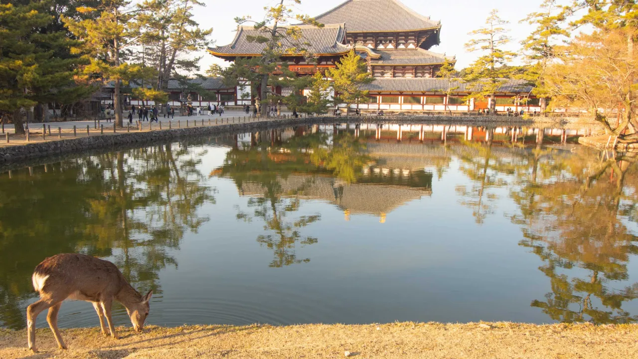 Guldpavillonen i Kyoto Guldpavillonen i Kyoto