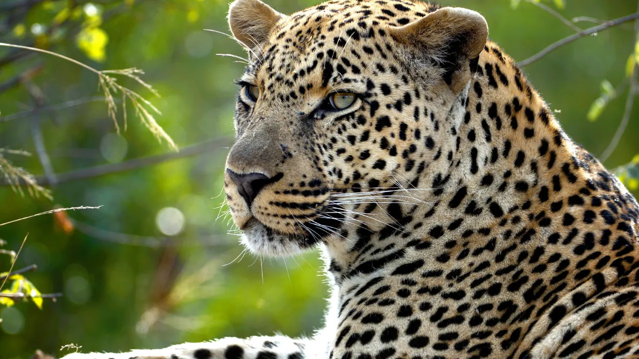 Der findes leoparder næsten overalt i Afrika