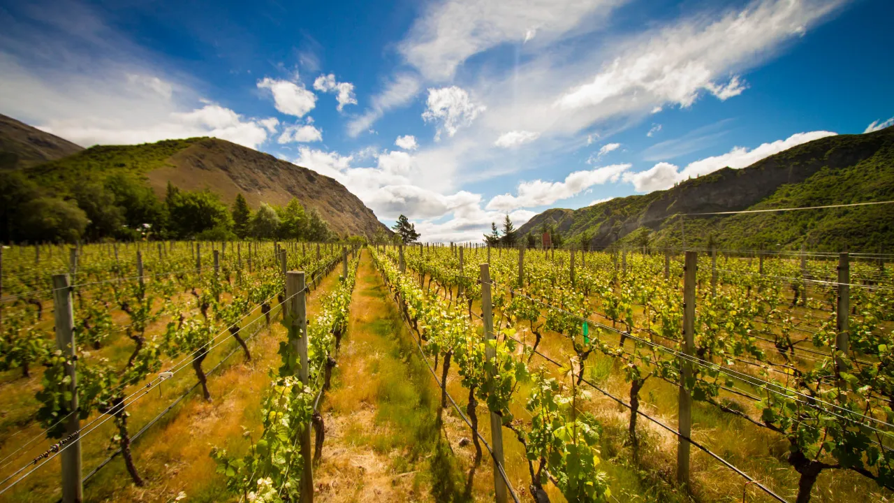 New Zealand producerer ca 350 mio liter vin årligt - primært Sauvignon Blanc