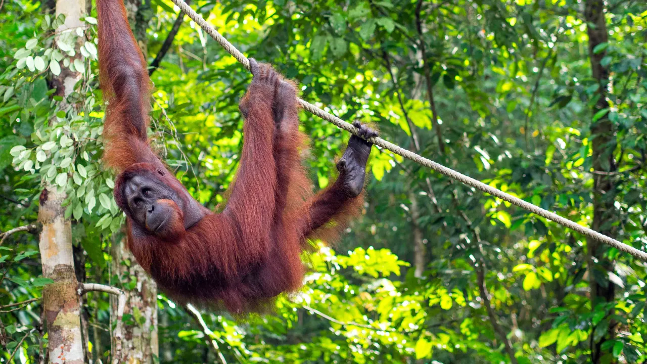 Orangutang i Semenggoh Wildlife Centre på Borneo Orangutang i Semenggoh Wildlife Centre på Borneo