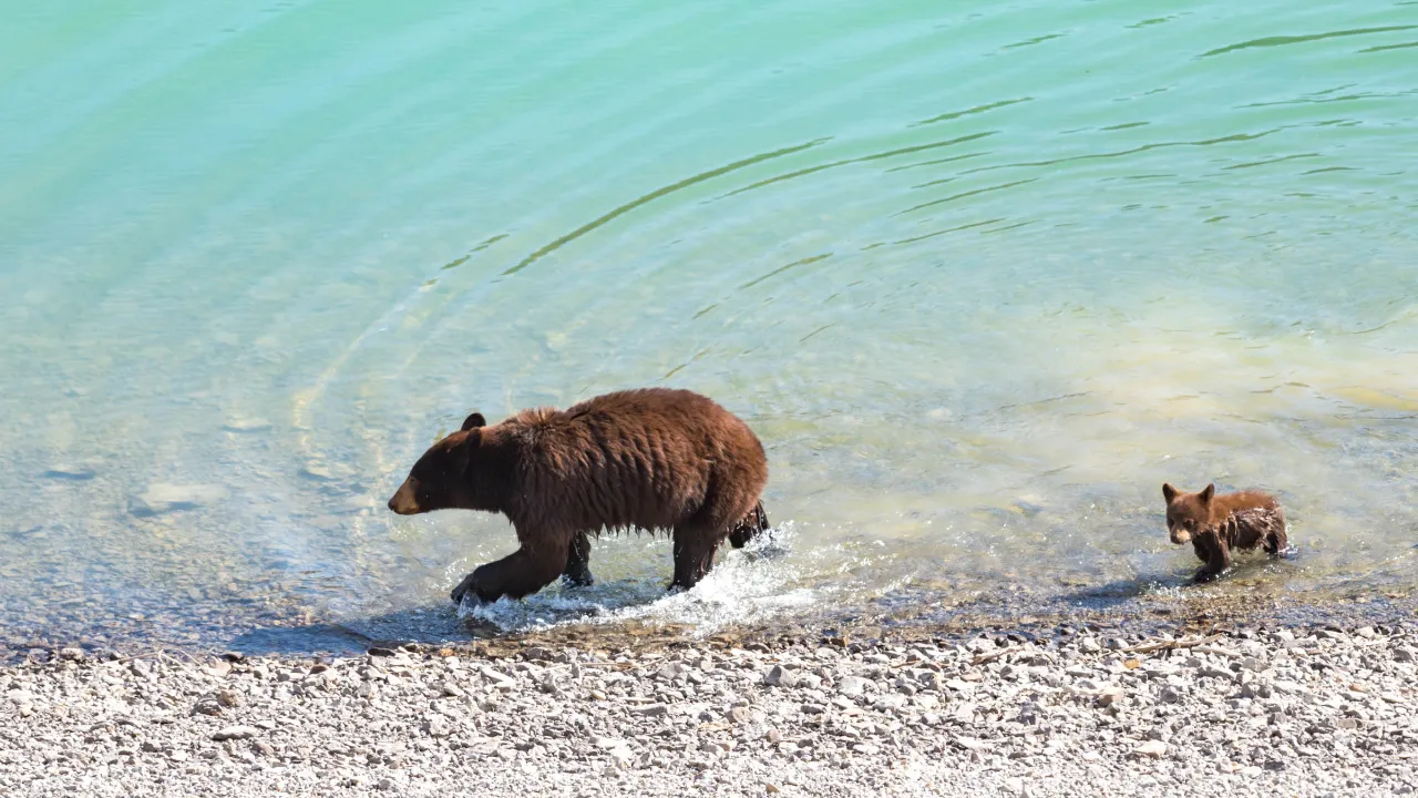 Sortbjørn med unge i Banff National Park