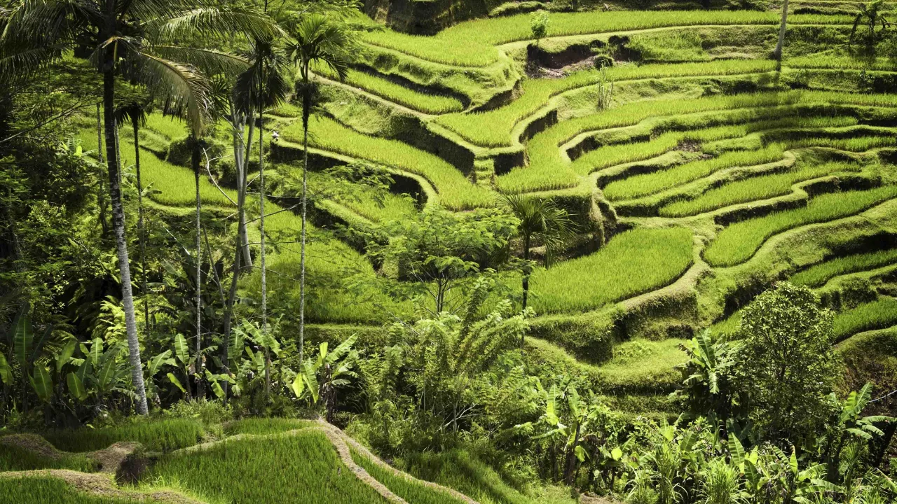 Imponerende risterrasser ved Ubud