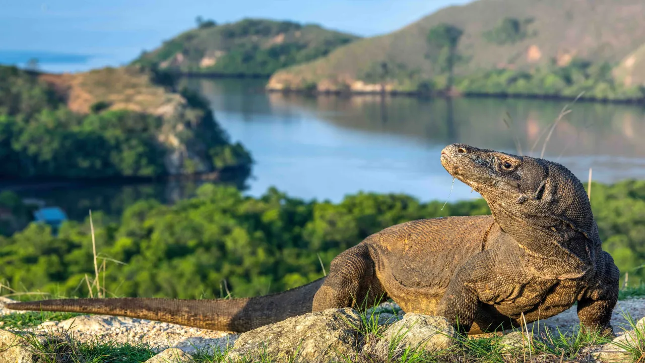Komodovaranen er verdens største nulevende øgle – kan blive op til 3 meter lang