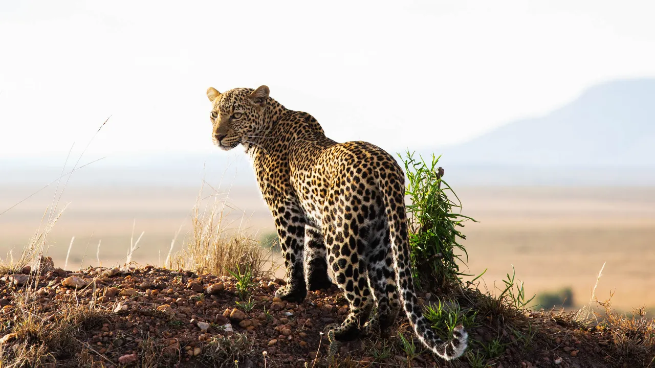 Leoparden kigger sig over skulderen Leoparden kigger sig over skulderen
