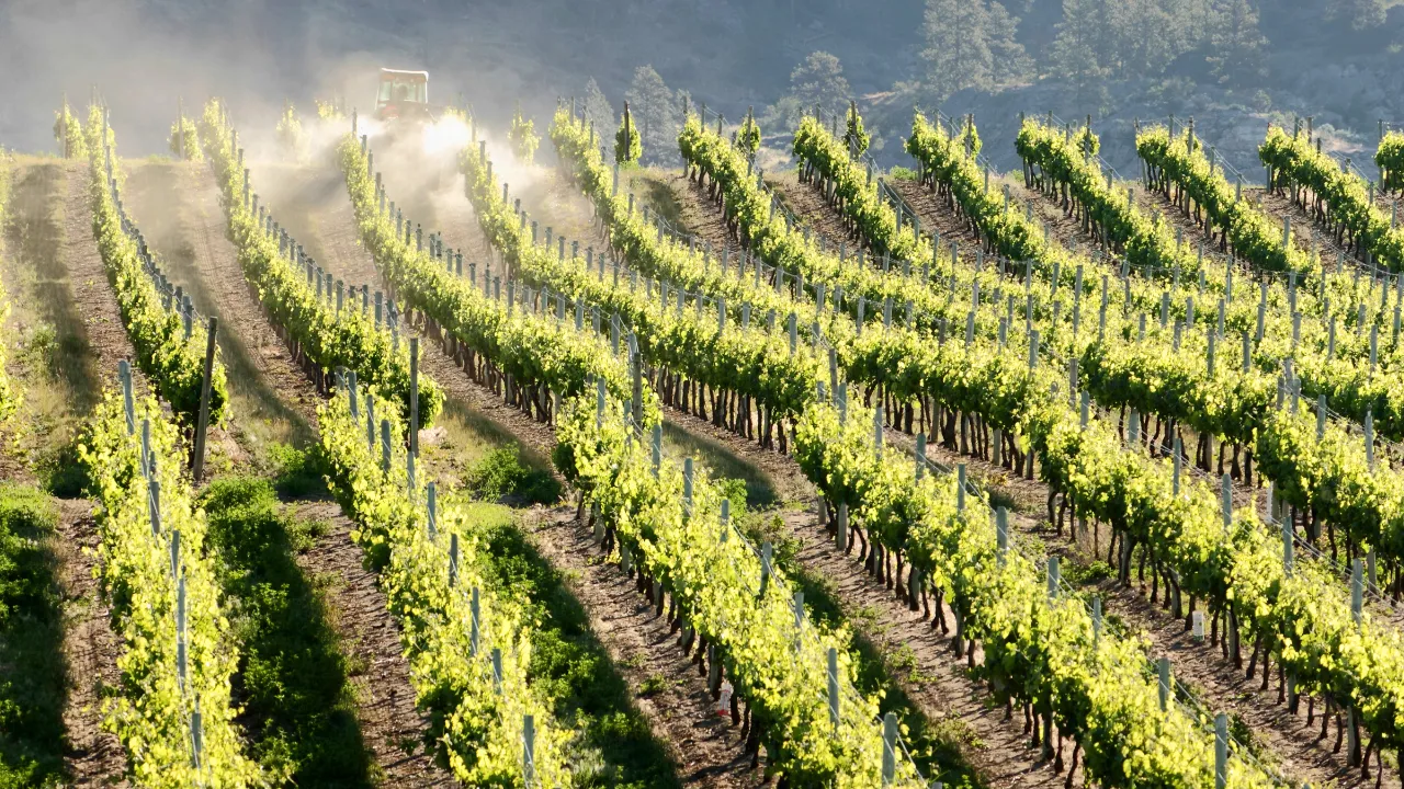 Okanagan Valley i British Columbia er Canadas førende vinregion med mere end 200 vingårde