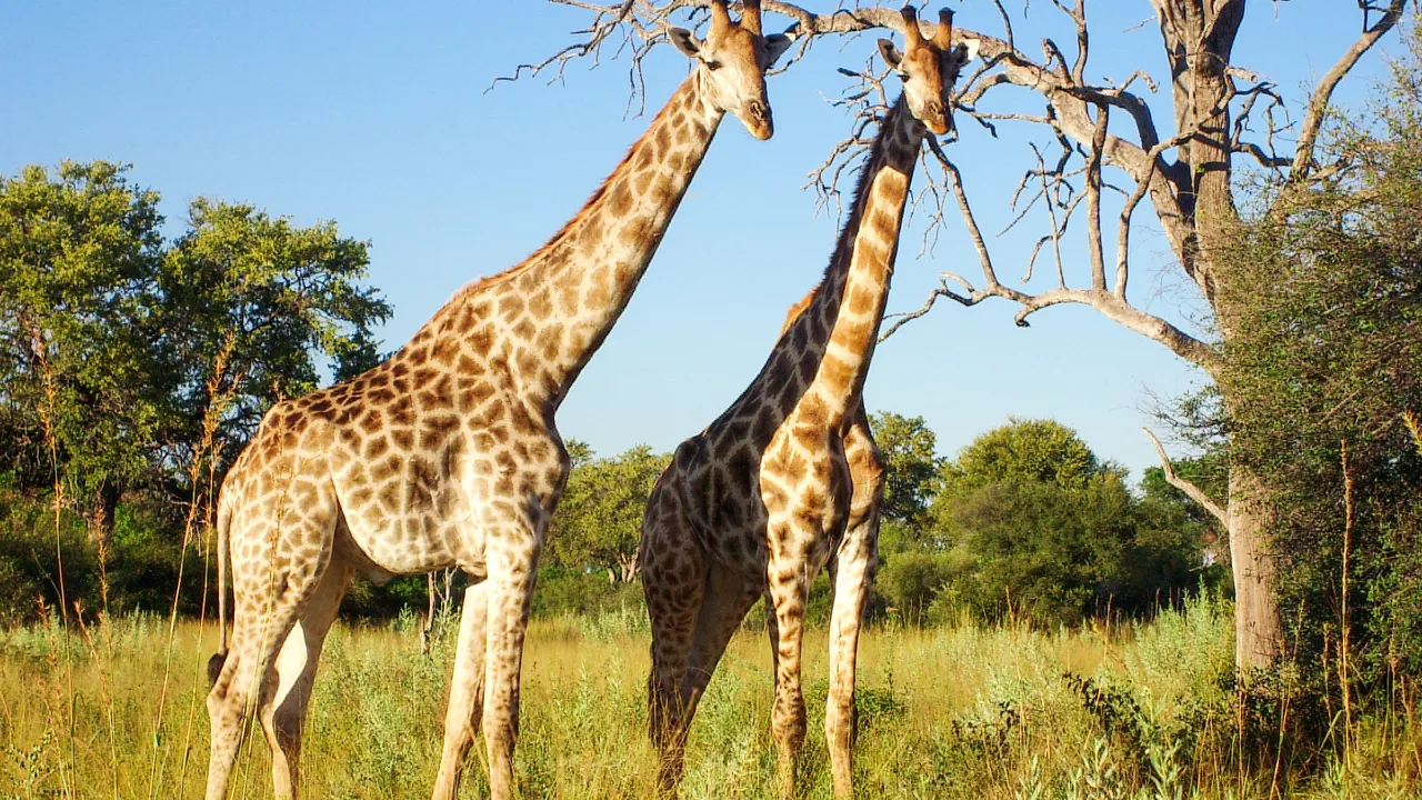 Girafferne er de højeste dyr i verden og bliver 5,5 - 6 meter høje Girafferne er de højeste dyr i verden og bliver 5,5 - 6 meter høje