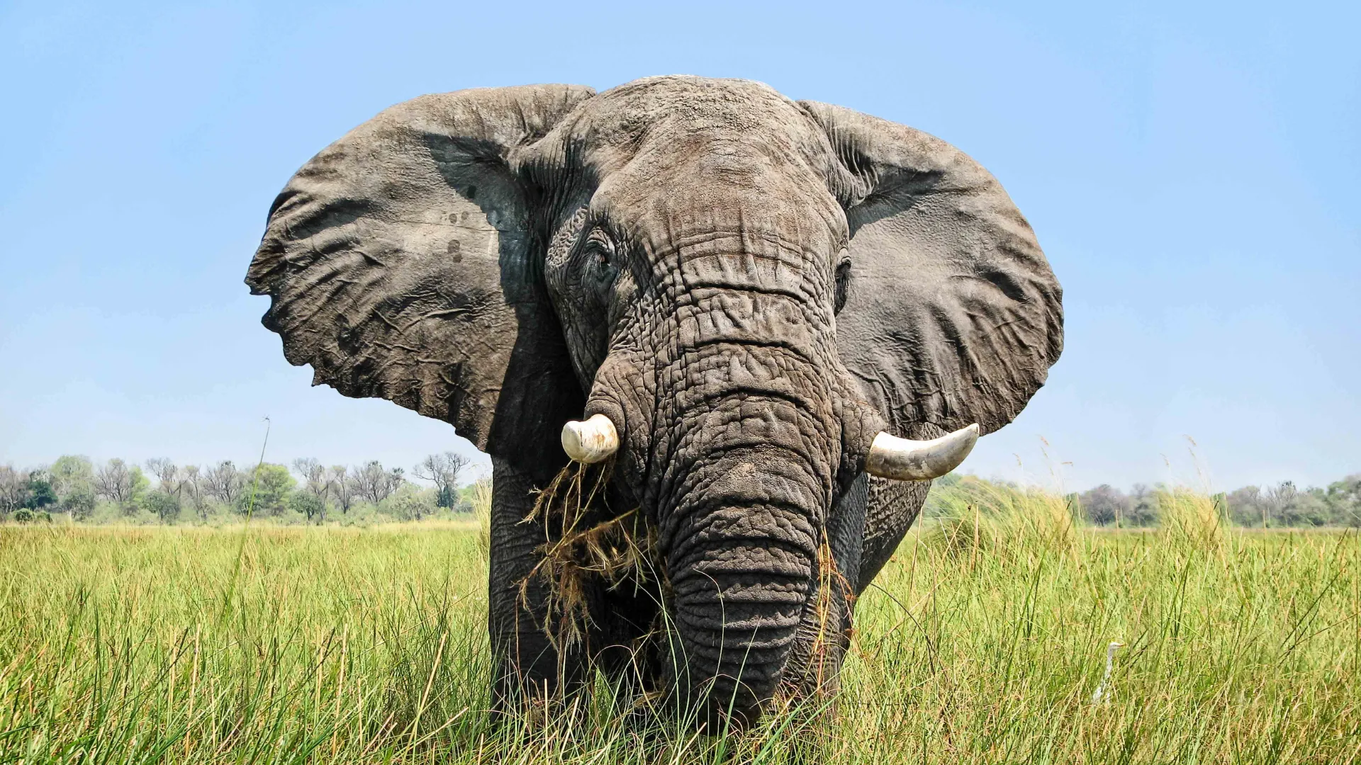 Den afrikanske elefant har store ører i modsætning til dens indiske artsfælle