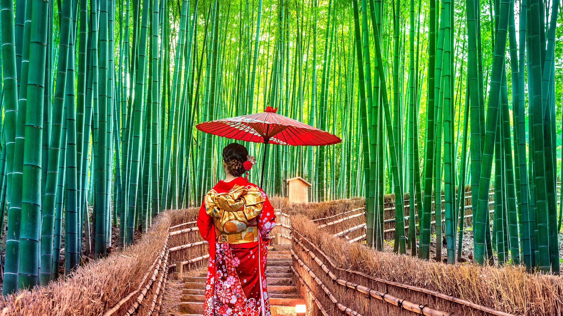 Bambuslund i Kyoto