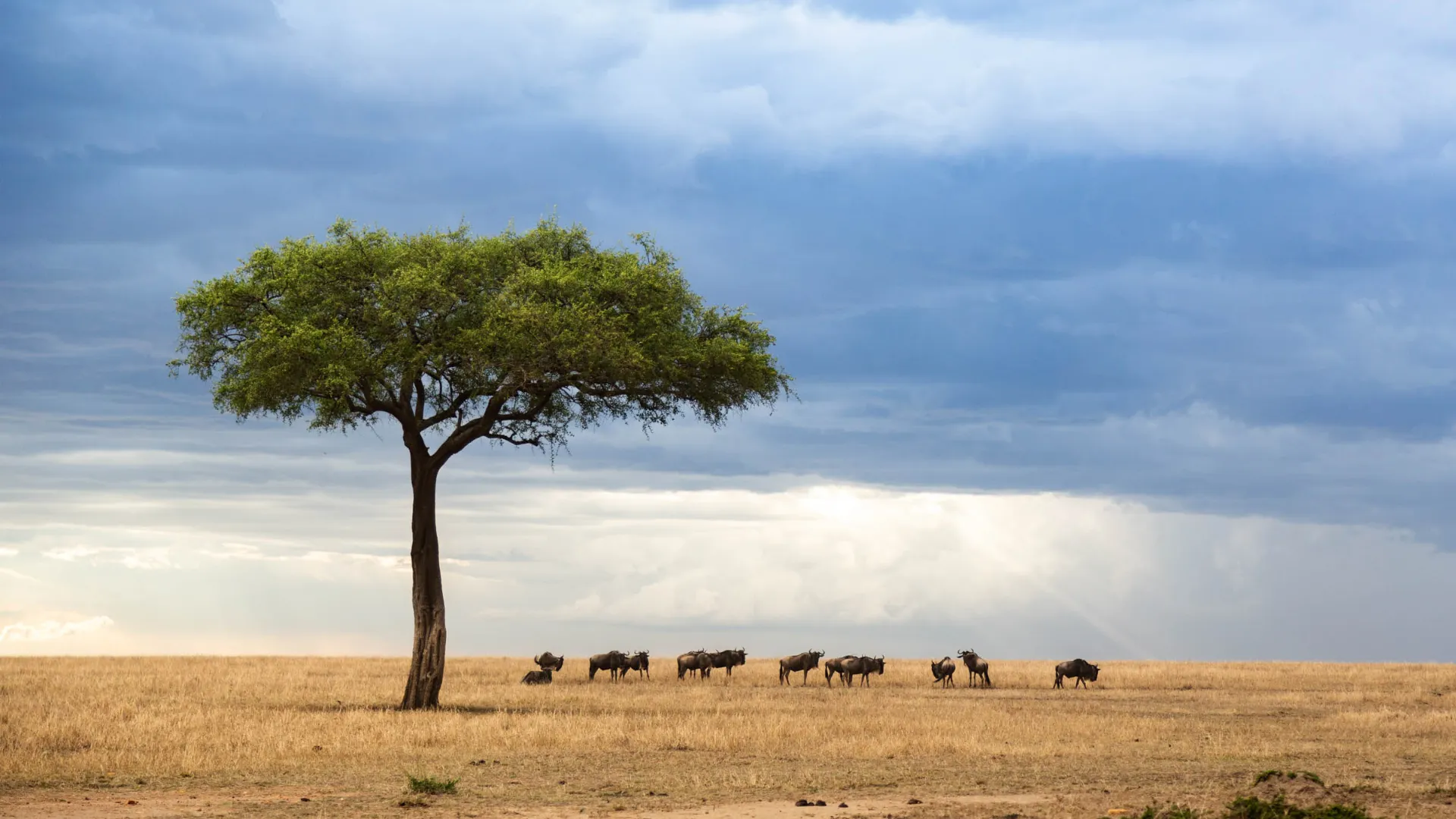 En lille flok gnuer på savannen En lille flok gnuer på savannen