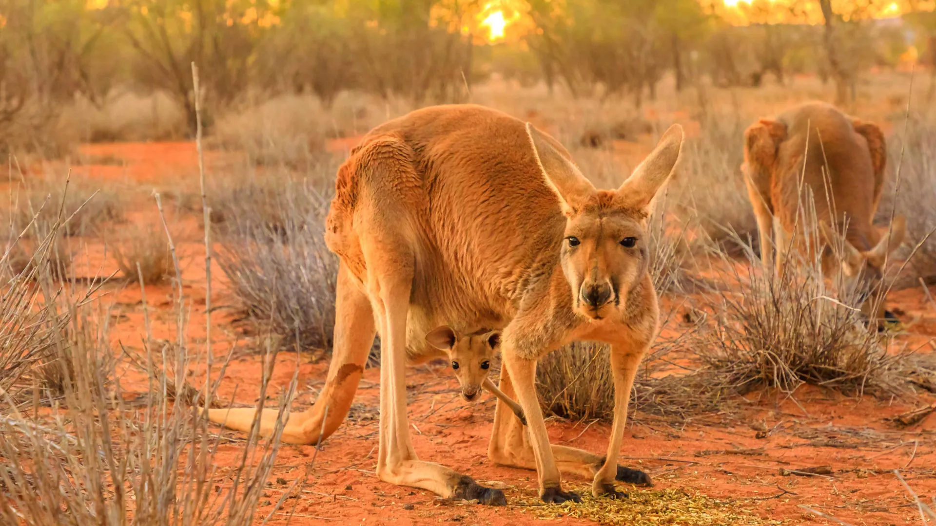 Kænguruens unge er kun 2 cm ved fødslen og bliver i pungen til den er stor nok Kænguruens unge er kun 2 cm ved fødslen og bliver i pungen til den er stor nok