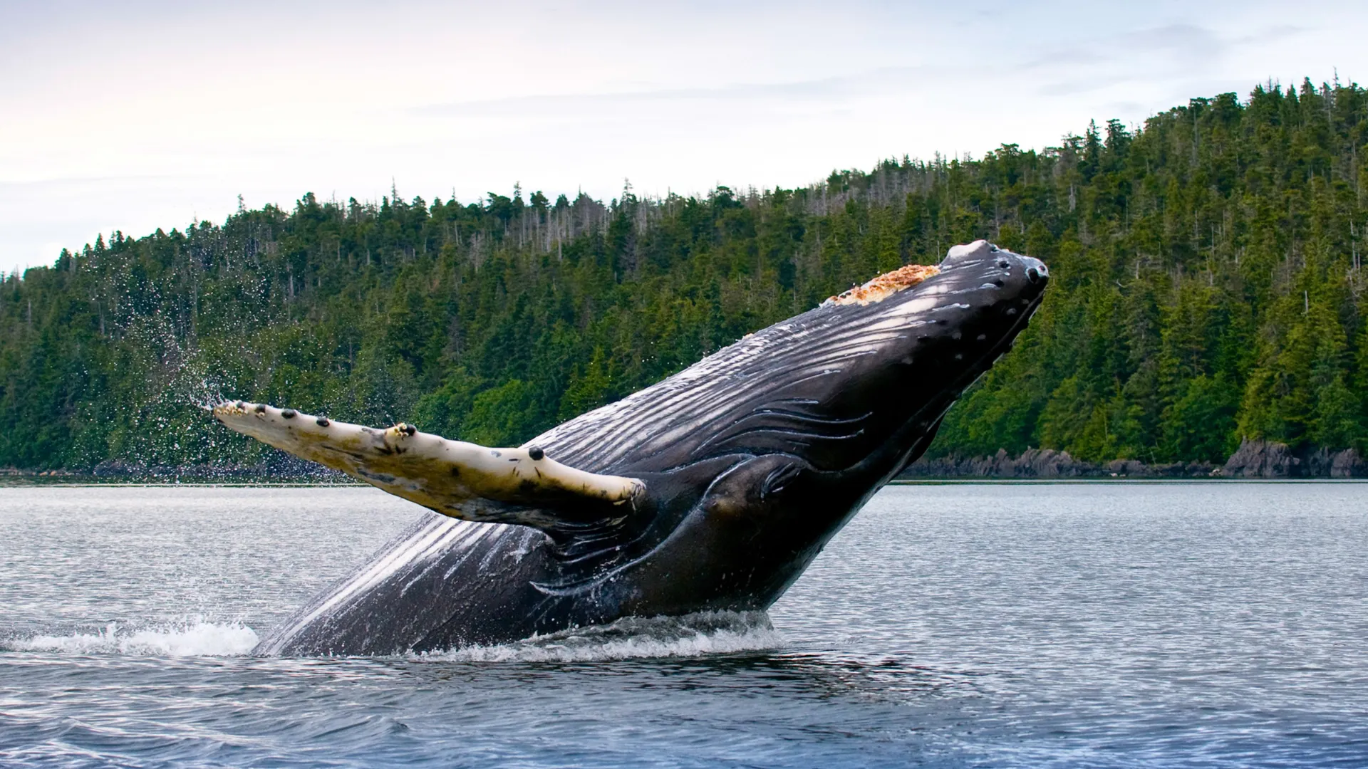 20 meter lange pukkelhvaler 20 meter lange pukkelhvaler