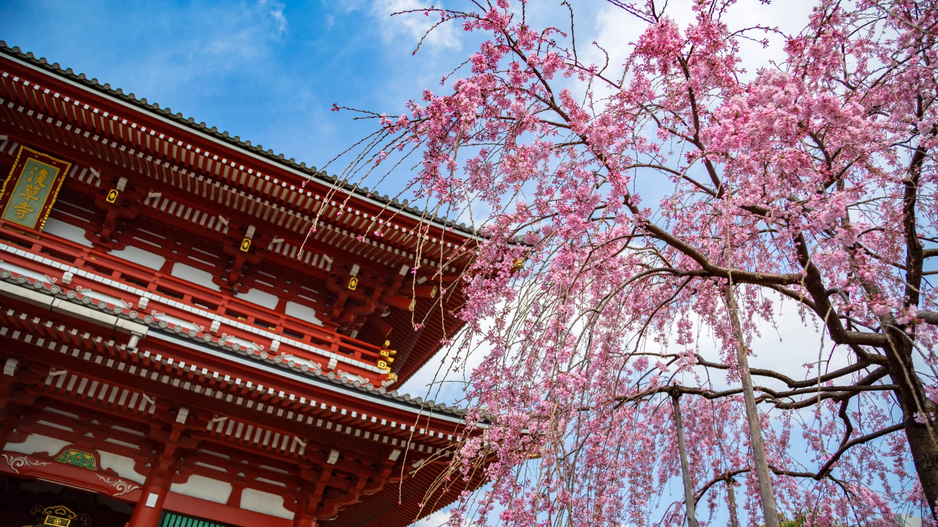 Kirsebærtræer i blomst ved Asakusa Kannon-templet